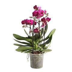 Orchidée Phalaenopsis 'Bellissimo Amore' Pot D15cm