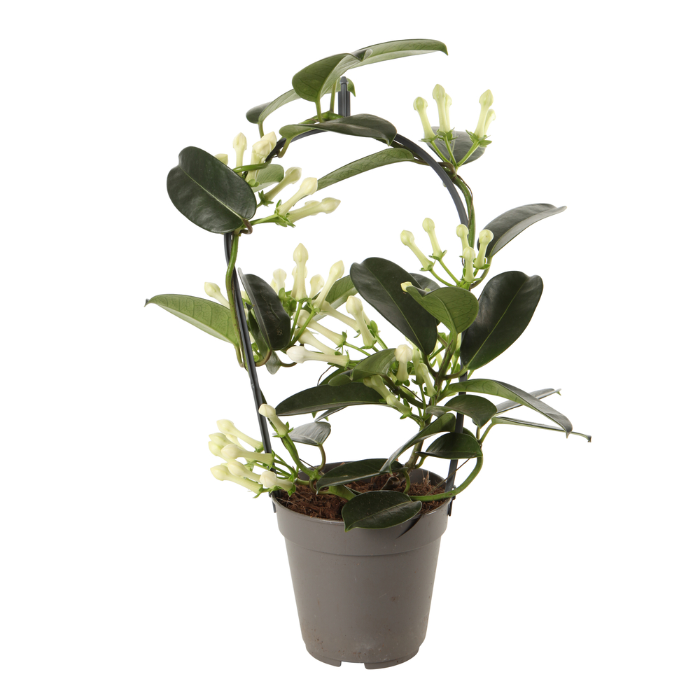 Stephanotis en forme d' arceau D12-H40