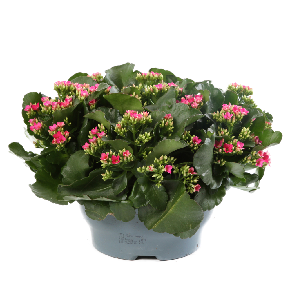 Kalanchoe fleur simple Coupe D 23cm