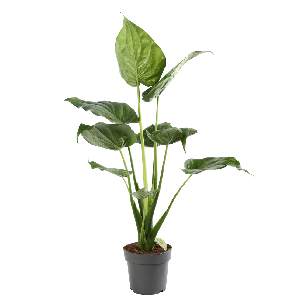 Alocasia mix Pot D 17cm