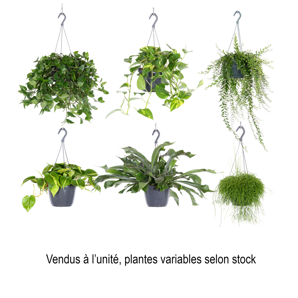 Suspension Plantes vertes mix D 18cm