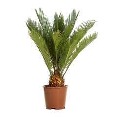 Palmier Cycas 6/8 palmes Pot D 14cm
