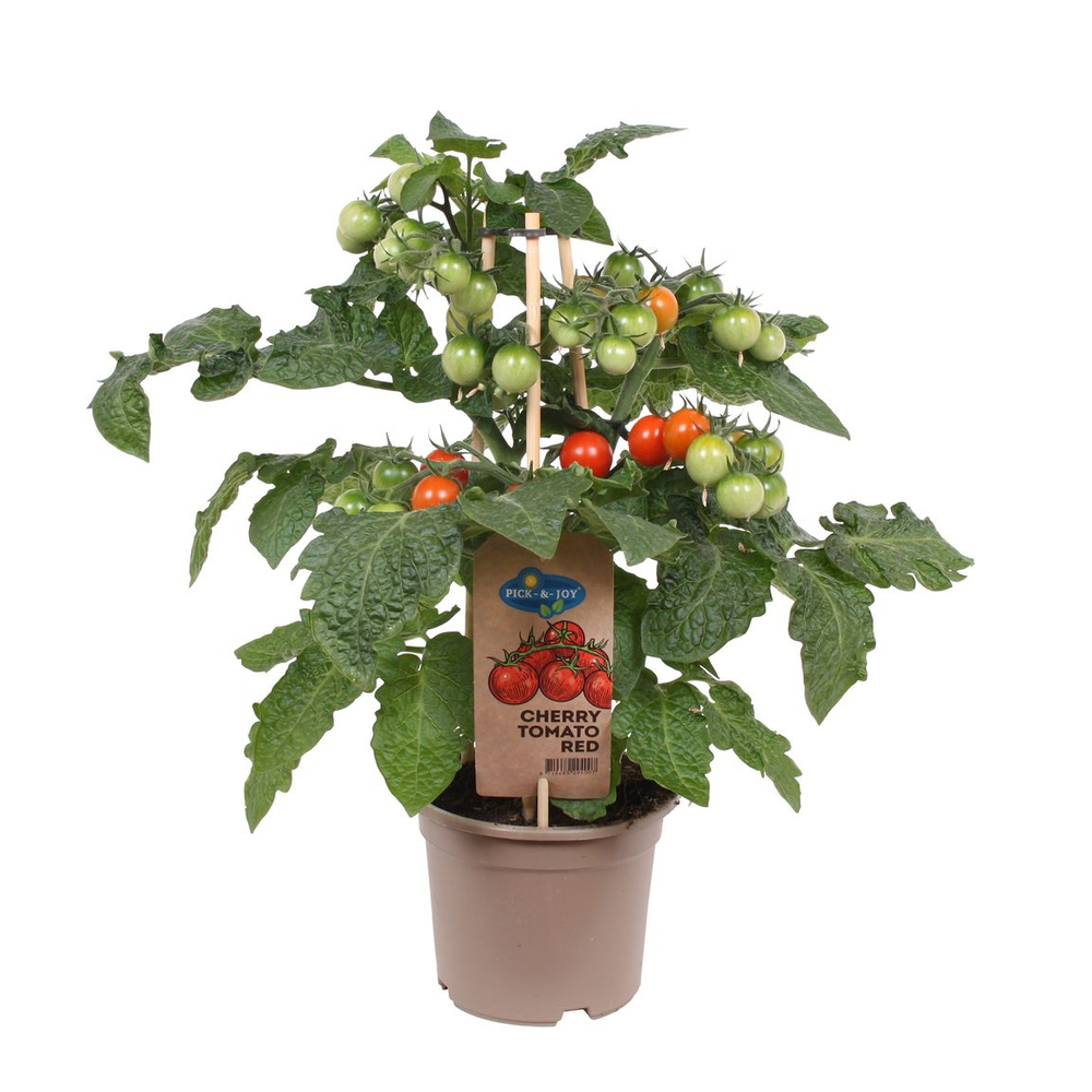 Plant de tomates 'Cherry Red Pick & Joy' : pot de D.14cm