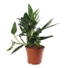Philodendron 'Cobra' Pot D17cm