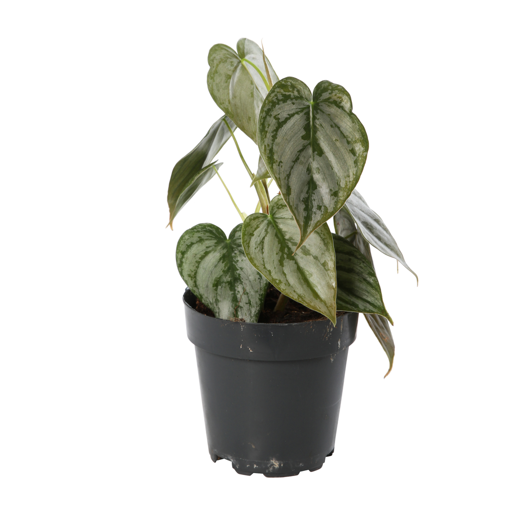Philodendron 'Brandtianum' Pot D12cm
