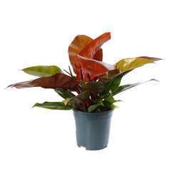 Philodendron 'Prince Orange' Pot D19cm