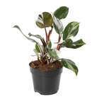 Philodendron 'White Knight' Pot D15cm