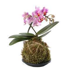 Orchidée Phalaenopsis en Kokedama pot D12cm