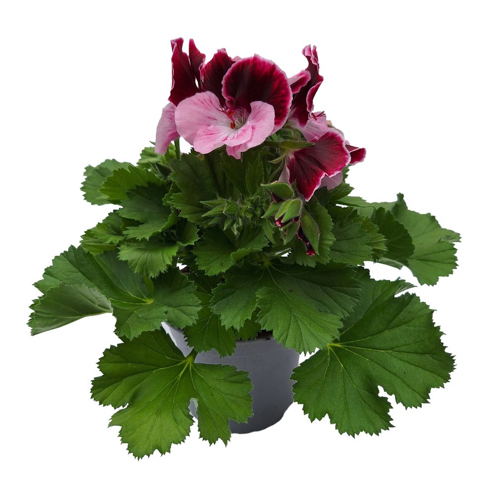 Pelargonium 'mosquitaway'® : pot D.12cm