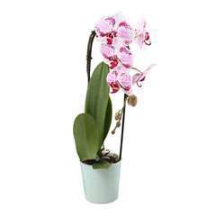 Orchidée Phalaenopsis cascade 'Flow' H45/50cm | Truffaut