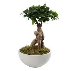 Ficus ginseng : H35 cm coupe céramique D22cm
