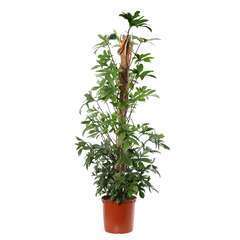 Philodendron varié H65/70cm, tuteur mousse : pot D17cm