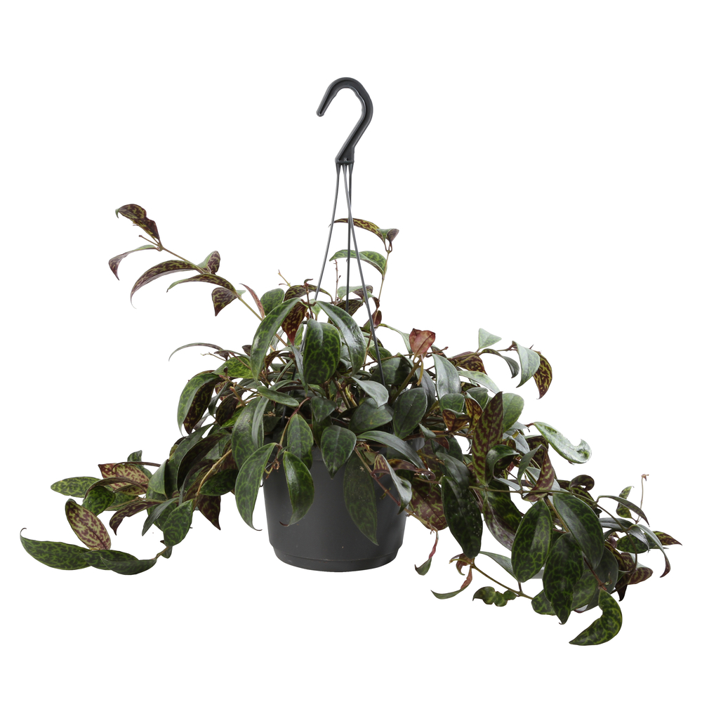 Aeschynanthus marmoratus Pot D 17cm