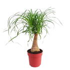 Beaucarnea 'Maya Palm' : H60 cm pot D19cm