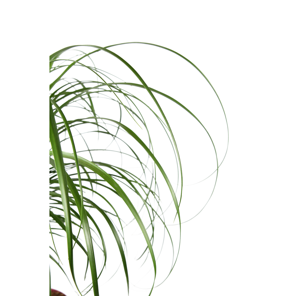 Beaucarnea 'Maya Palm' : H60 cm pot D19cm