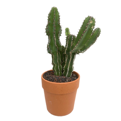 Cactus : H40cm pot terre cuite D20 cm
