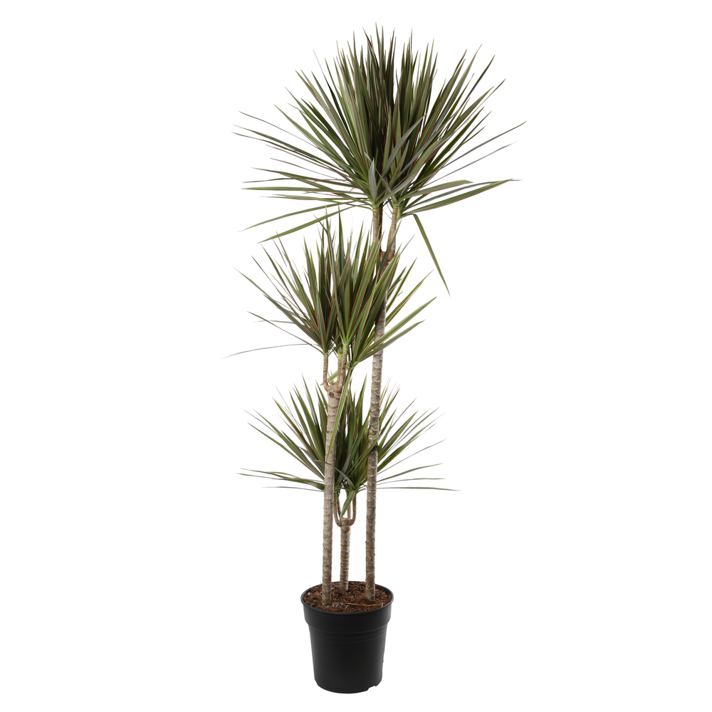 Dracaena 'Bicolor': 3 pieds H150 cm pot D24cm