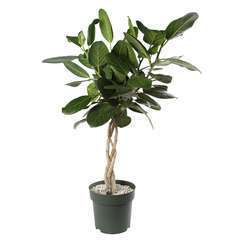 Ficus altissima : Tressé H120cm pot D27cm