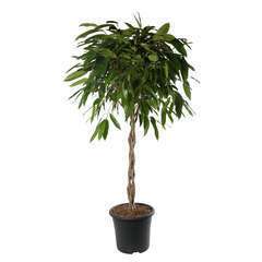 Ficus 'Amstel King' : Tressé H150cm pot D32cm