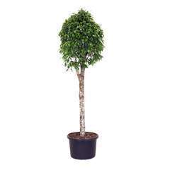 Ficus 'Columnaris': Tige H240cm pot D60cm