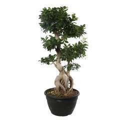 Ficus Ginseng XL : Tige H 110cm coupe D35cm