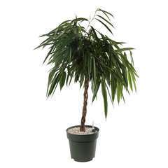 Ficus 'Mahori':Tressé H120cm pot D27cm