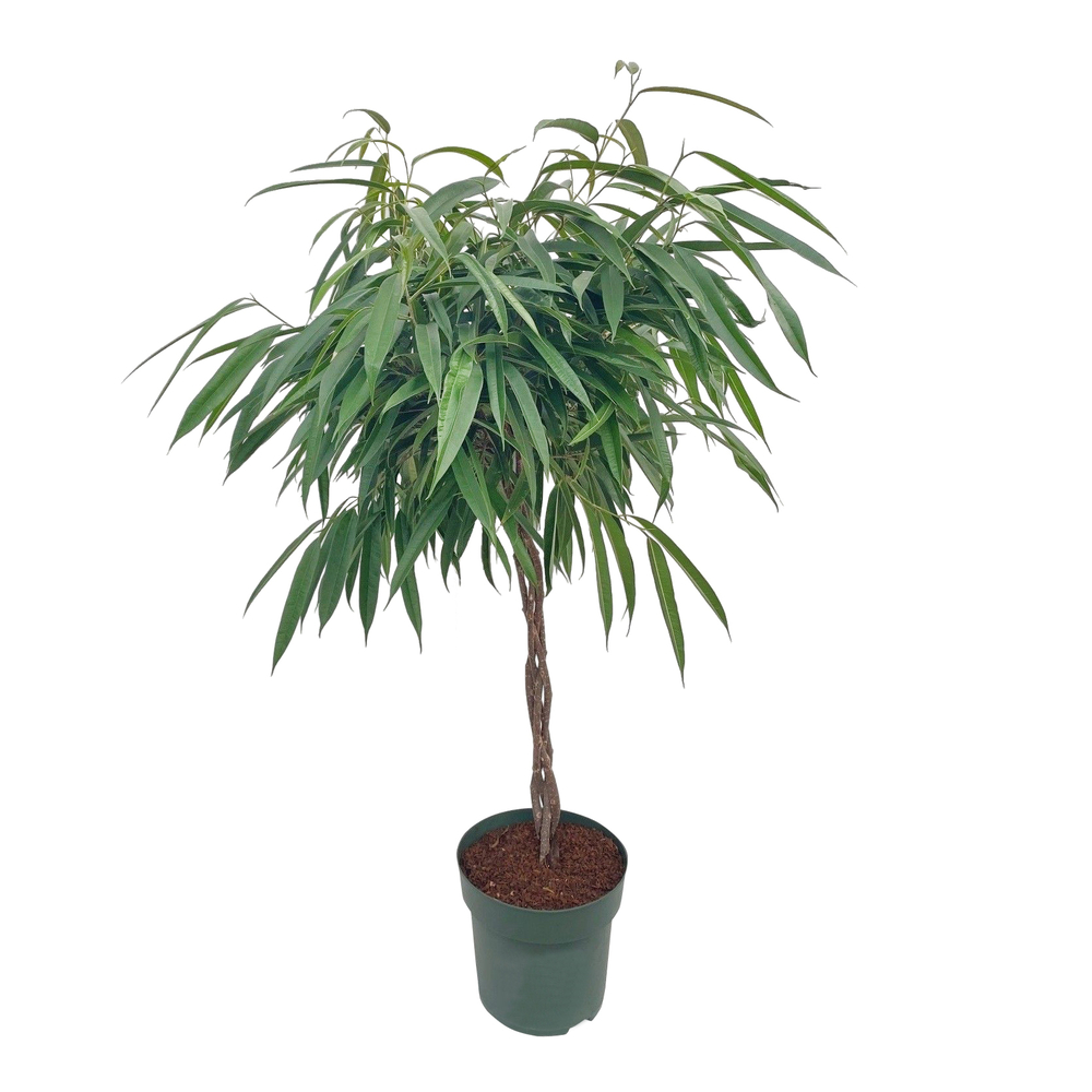 Ficus 'Mahori':Tressé H120cm pot D27cm
