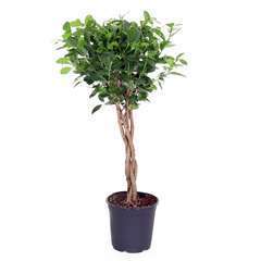 Ficus 'Moclame':Tressé H90 cm pot D21cm