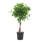 Ficus 'Moclame':Tressé H90 cm pot D21cm