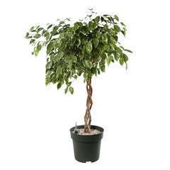 Ficus 'Safrana':tige tressé H120cm pot D27cm