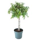 Ficus 'Safrana':tige tressé H120cm pot D27cm