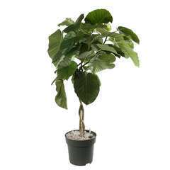 Ficus umbellata :tige tressé H90 cm pot D21cm