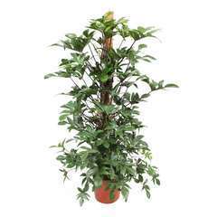 Philodendron pedatum H180cm avec tuteur en mousse