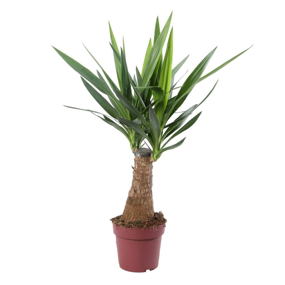 Yucca ' Maya Tree' Tige Pot D 19 cm