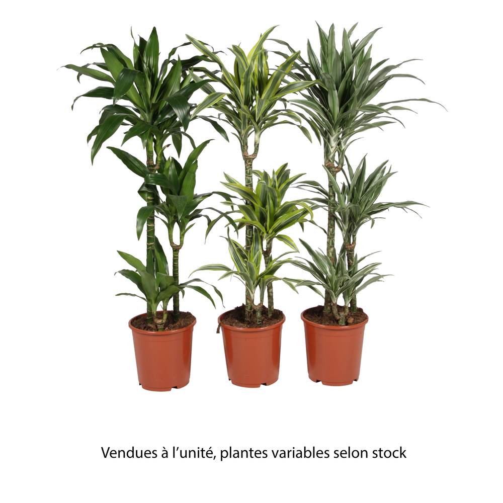 Dracaena fragrans Mix : 3 pieds H100cm pot D21cm