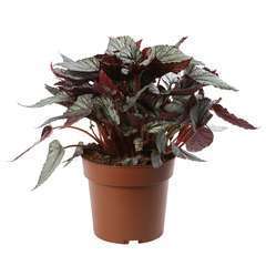Begonia 'Beleaf Mix': H35cm pot D17cm