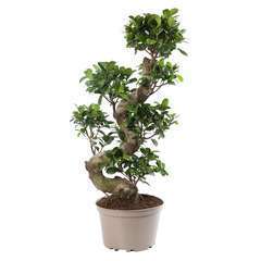 Ficus Ginseng : H70cm pot D24 cm