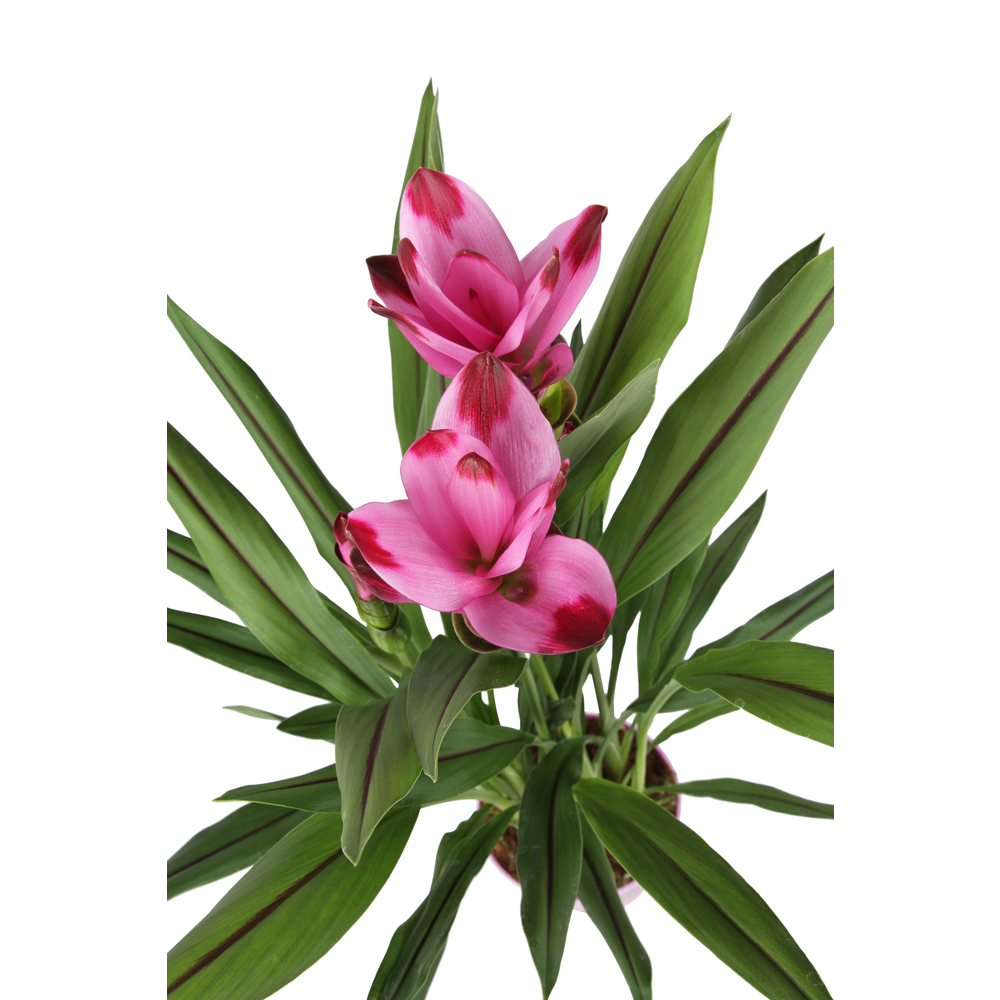 Curcuma 'Siam Splash' H50cm, pot D13cm