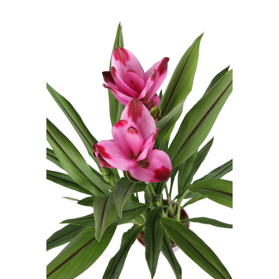 Curcuma 'Siam Splash' H50cm, pot D13cm