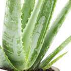 Aloe Vera cache-pot D11 x H30cm