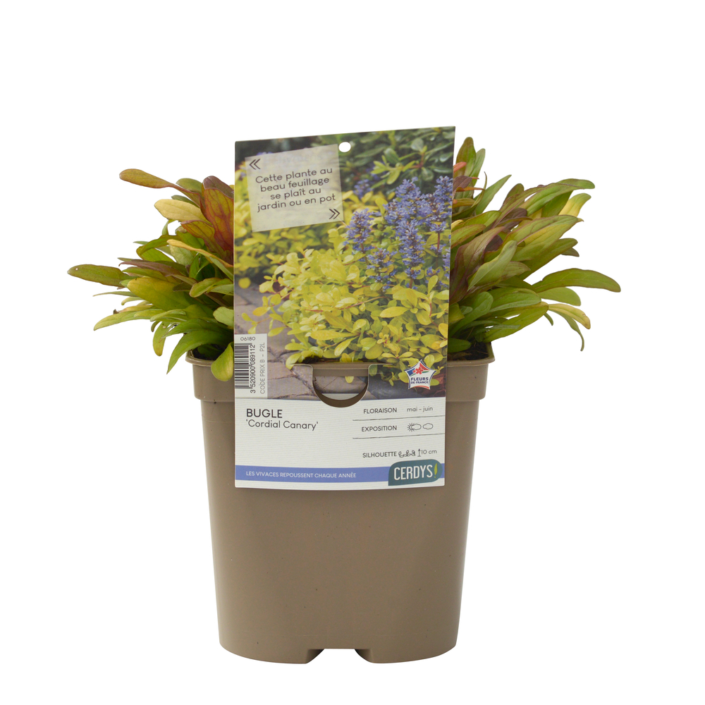 Bugle 'Cordial Canary' : pot 2L