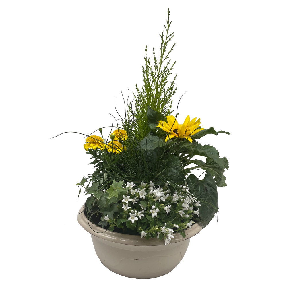 Composition de plantes résistantes au gel : pot D.27ccm