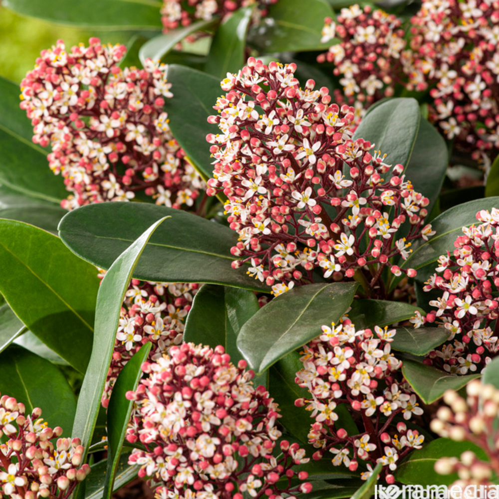 Skimmia japonica 'Rubella' Pot 3L