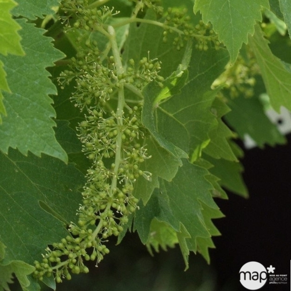 Vigne variée : pot 25L