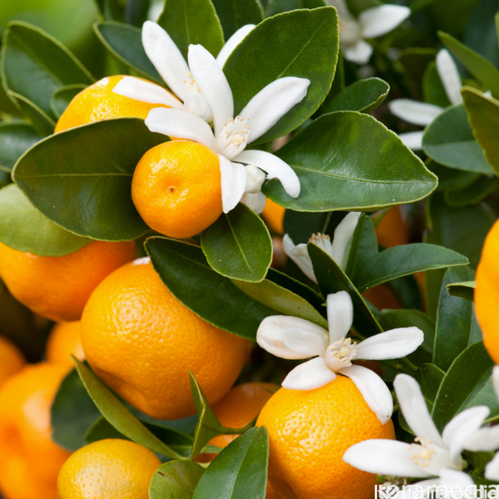 Calamondin (oranger cocktail) : pot 2L