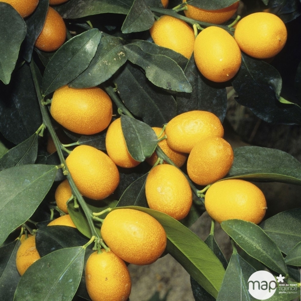 Kumquat sur 1/4 tige : pot 2L