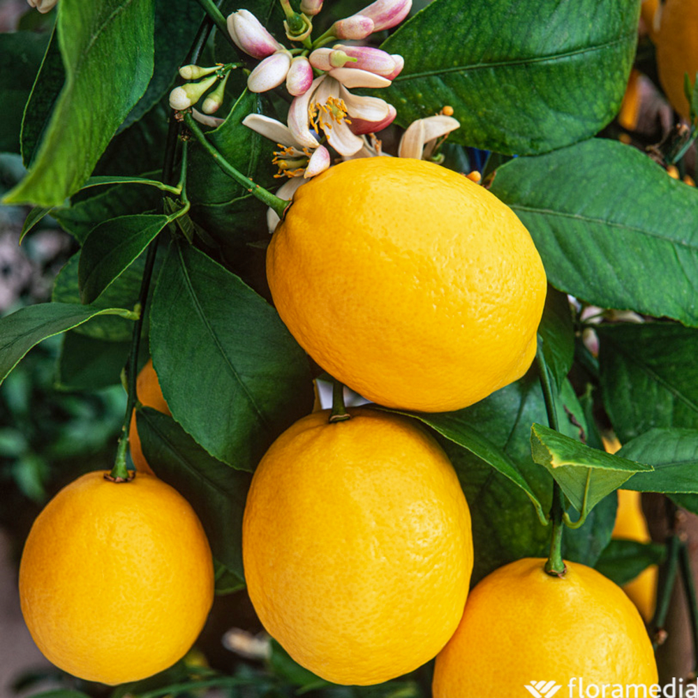 Citronnier Meyer : pot 2 litres