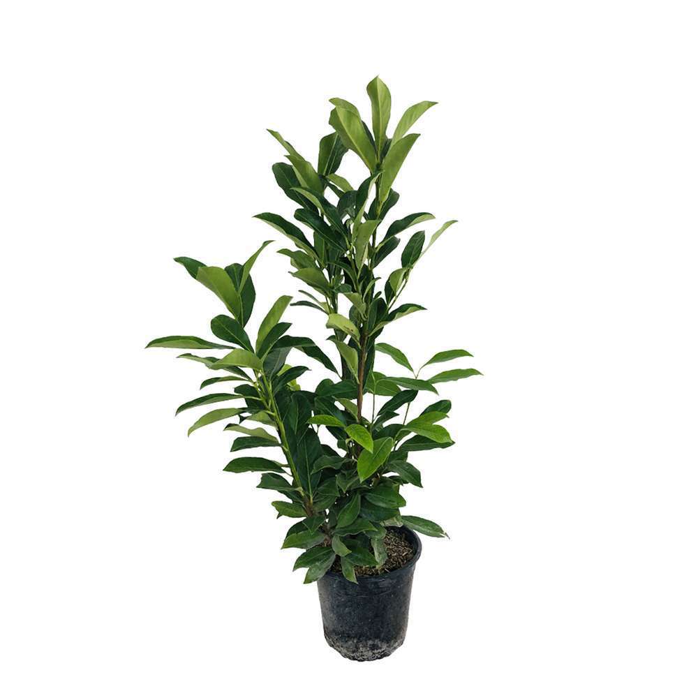 Prunus caucas. pot 3L