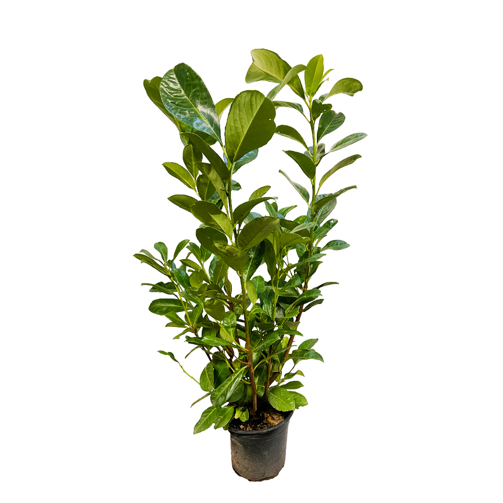 Prunus laurocerasus ' Rotundifolia ' : pot de 3 Litres - H. 40/60cm