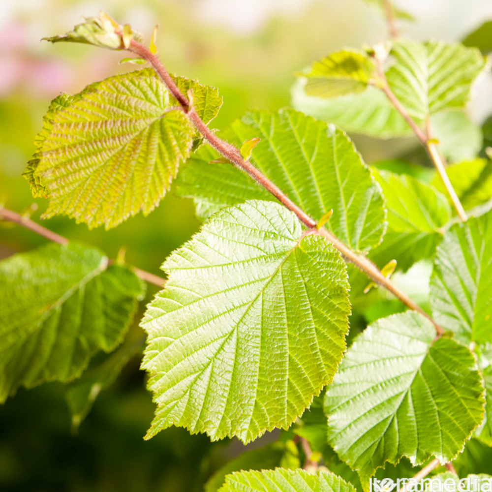 Coryllus avellana Pot 4,5L